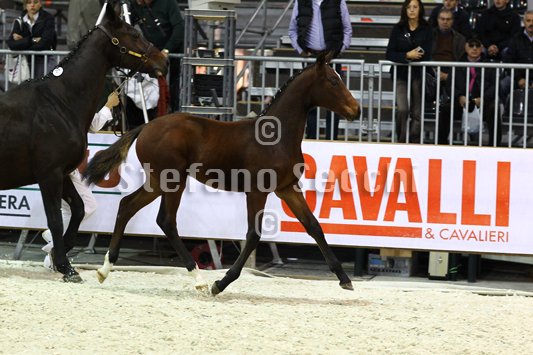 PAN CARRE_MILANO_2010_SS3_8364.jpg